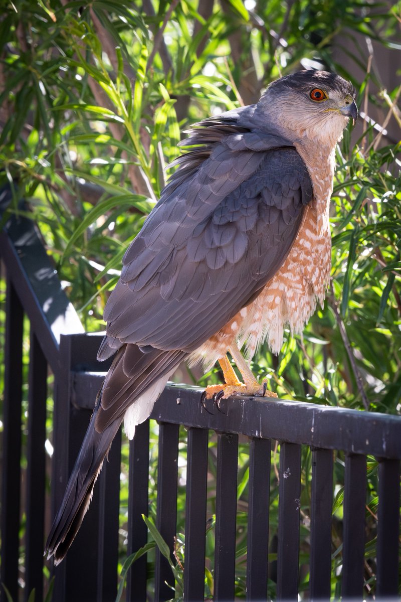 TeamKEight's tweet photo. #Arizona #CooperHawk https://t.co/euX79JpigC