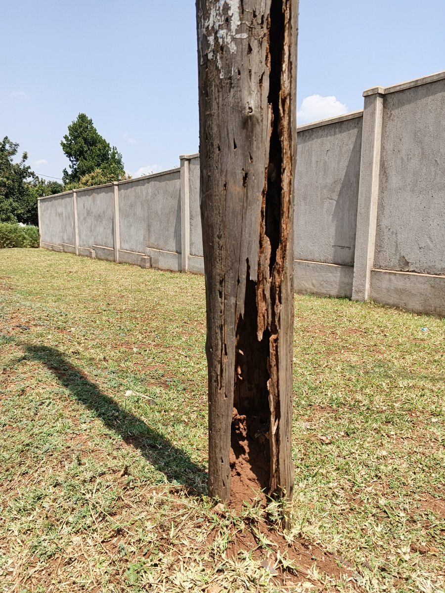 mwanzaakm's tweet photo. Reporting a rotten pole in Tororo near Alakara Junior School and Pray Center. Please act
@UEDCLTD https://t.co/9PQ6scJvTN
