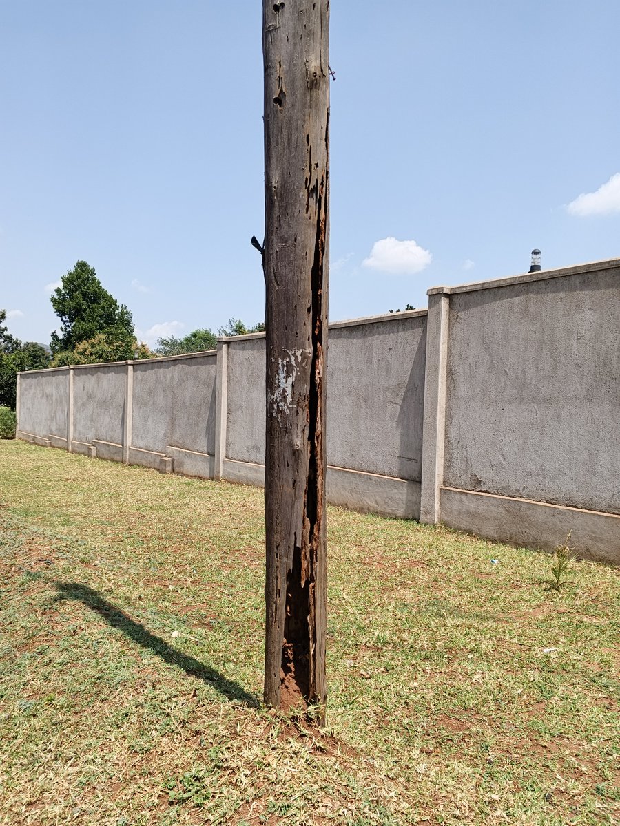 mwanzaakm's tweet photo. Reporting a rotten pole in Tororo near Alakara Junior School and Pray Center. Please act
@UEDCLTD https://t.co/9PQ6scJvTN