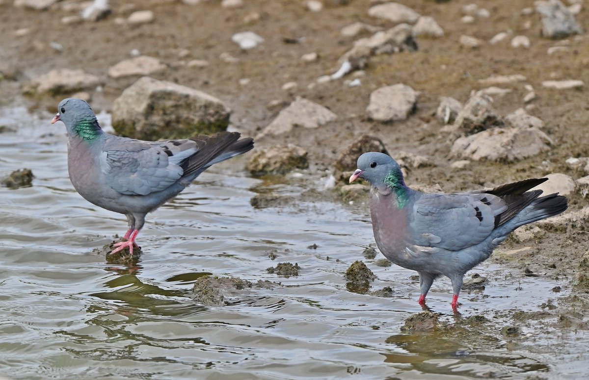 tommckibbin's tweet photo. @Lancswildlife Just a nice pair of Stock Doves at Seaforth. https://t.co/91jVzZTktU