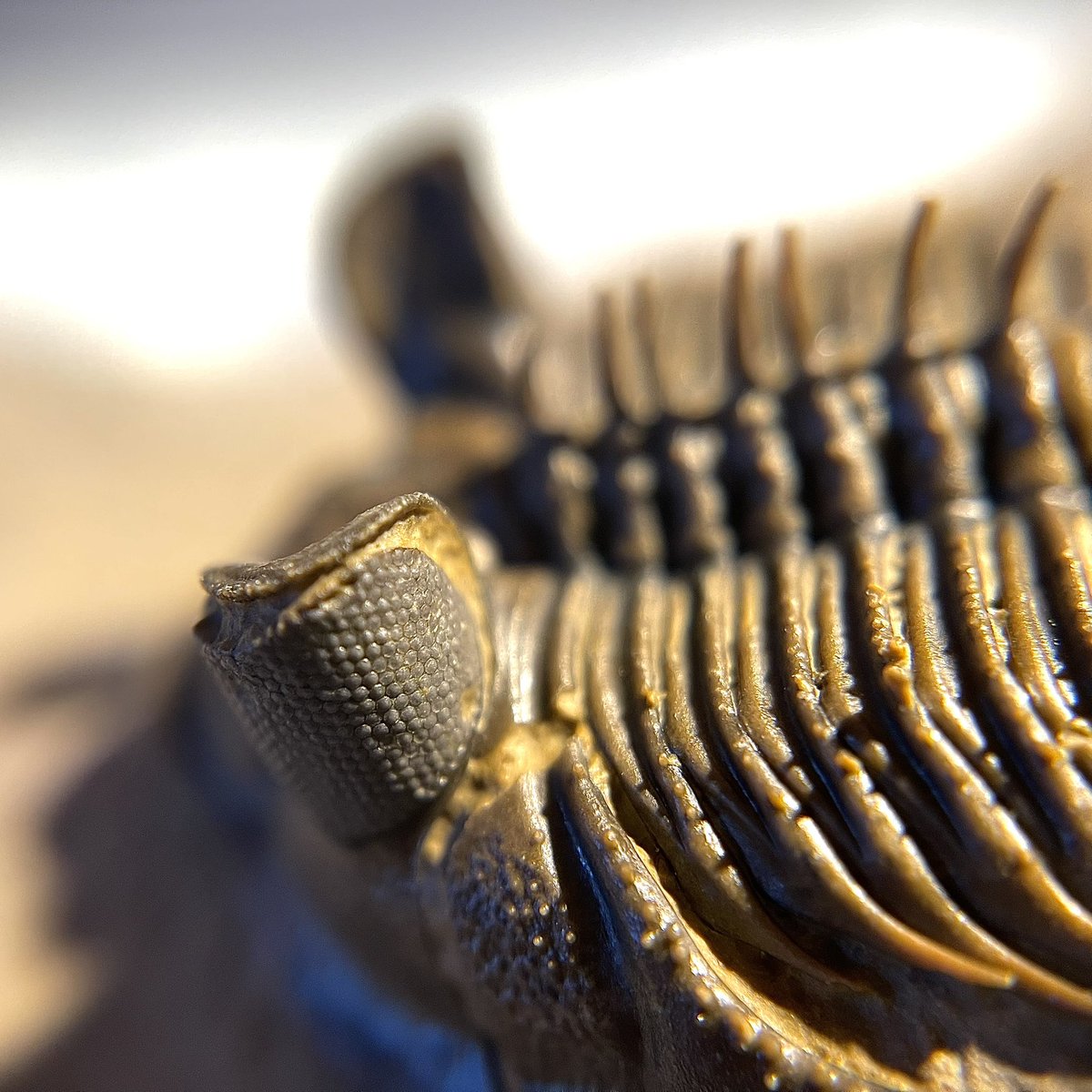 plasiaspis's tweet photo. Gorgeous surface details on pygidium, thorax and eye of 𝙀𝙧𝙗𝙚𝙣𝙤𝙘𝙝𝙞𝙡𝙚 𝙚𝙧𝙗𝙚𝙣𝙞 (G. Alberti, 1981)
Acastidae
Timrhanrhart fm., Upper Emsian, Lower Devonian
Foum Zguid, Morocco
#trilobites #fossilfriday https://t.co/xcXnpD6yCw