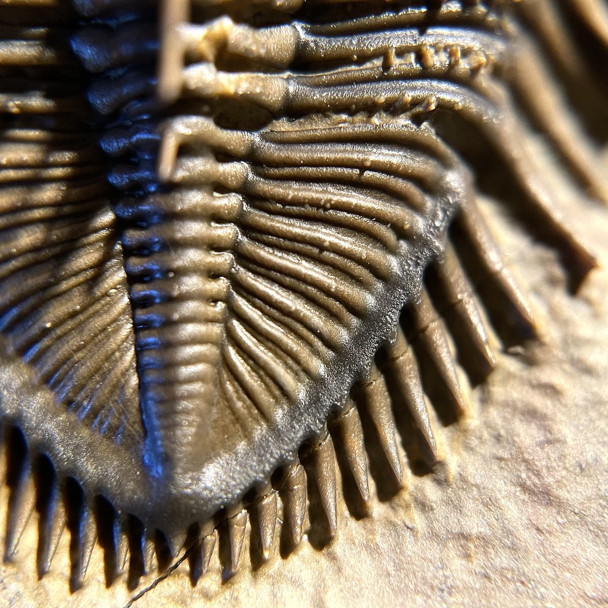 plasiaspis's tweet photo. Gorgeous surface details on pygidium, thorax and eye of 𝙀𝙧𝙗𝙚𝙣𝙤𝙘𝙝𝙞𝙡𝙚 𝙚𝙧𝙗𝙚𝙣𝙞 (G. Alberti, 1981)
Acastidae
Timrhanrhart fm., Upper Emsian, Lower Devonian
Foum Zguid, Morocco
#trilobites #fossilfriday https://t.co/xcXnpD6yCw