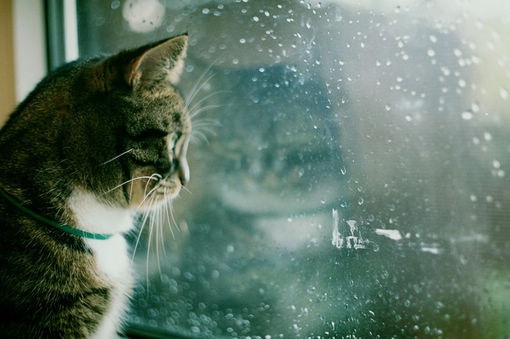 kgfinnell's tweet photo. Cozy Sunday vibe: making warm oat latte while my cat curls up on the windowsill watching the rain. Nothing beats slow, quiet home days!， https://t.co/gQCJ5fP5sw