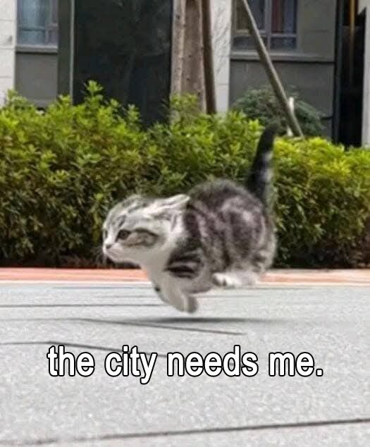 catsbeiingcats's tweet photo. https://t.co/b4nt3KBKQN