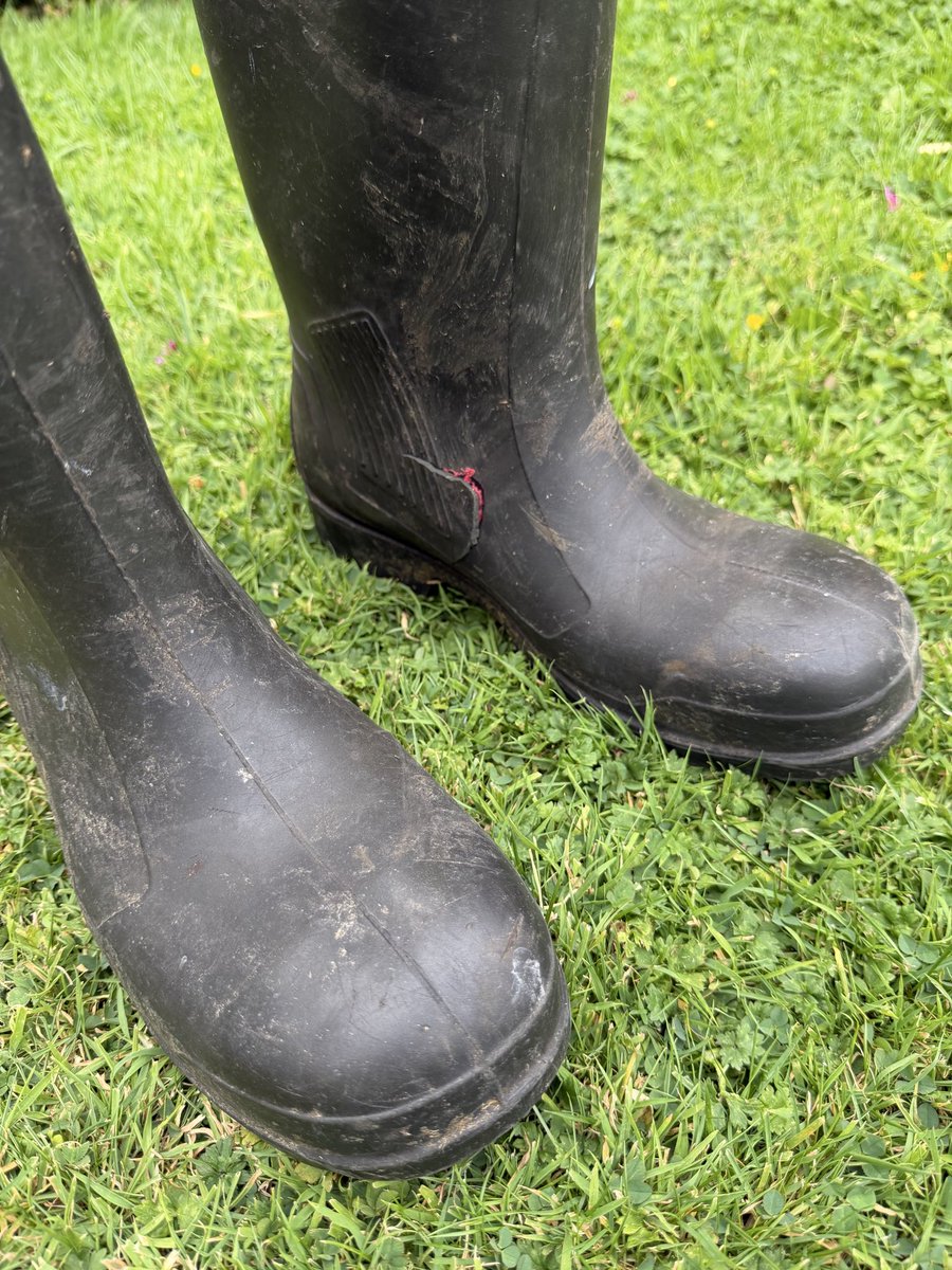 johnhenningmoo's tweet photo. As #FarmSafetyWeek closes a timely reminder of the importance of #farmsafety
Working a few calves earlier and one managed to stand on my foot - no lasting damage & #fullsafety boots didn’t help!
Might’ve been easier to put them through the crush #nexttime @yellowwelliesuk #FarmSAFE