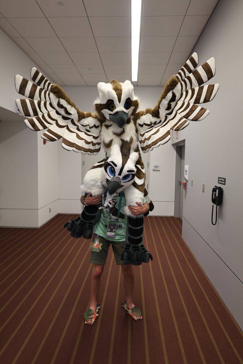 Ventura The Osprey👉CTTC tweet media