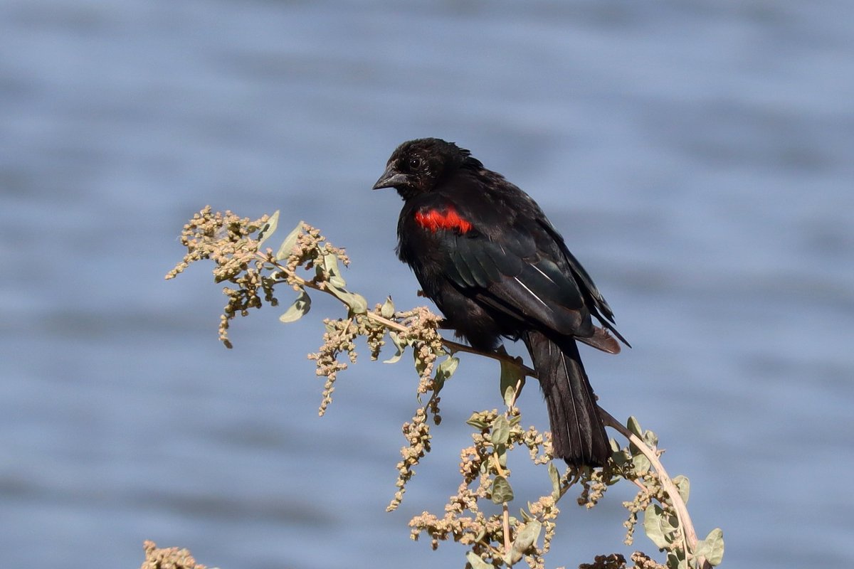heliaetus's tweet photo. red-wing✅️blackbird✅️ https://t.co/Or5o433CdO