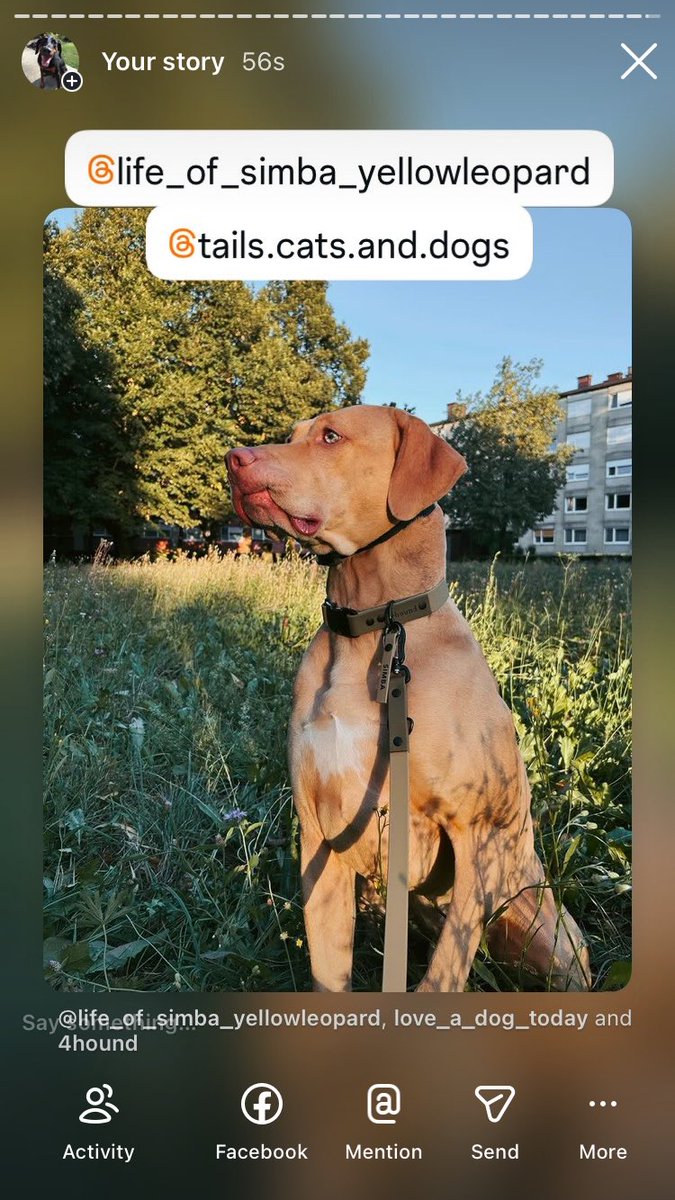 Anman248's tweet photo. Today’s Friday friends 

Follow on IG @love_a_dogtoday and @love_a_dog_today for the complete posts and profiles of these pups
.................
#dog #dogs  #loveadogtoday #loveadogday  #doglove #dogsoftwitter #twitterdogs #twitterdog https://t.co/h2GGo9XvEz