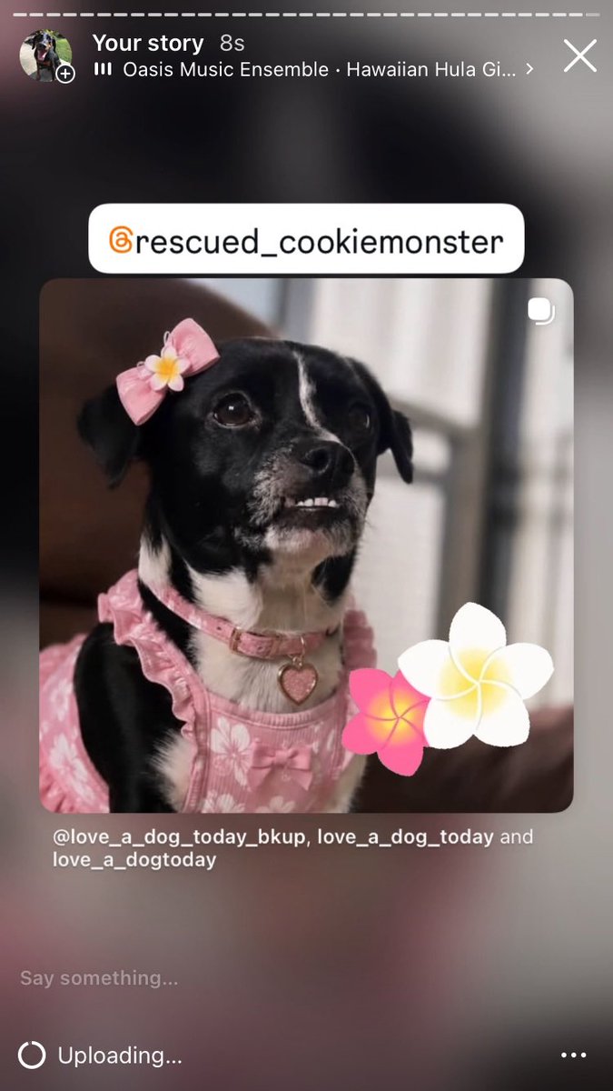 Anman248's tweet photo. Today’s Friday friends 

Follow on IG @love_a_dogtoday and @love_a_dog_today for the complete posts and profiles of these pups
.................
#dog #dogs  #loveadogtoday #loveadogday  #doglove #dogsoftwitter #twitterdogs #twitterdog https://t.co/h2GGo9XvEz