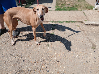 Penny2449's tweet photo. Bonnie 7 yr old Greyhound, she has lived in a home and is happy to share with other breeds, she's gentle and affectionate once she knows you, more info/adopt her from @Whitthounds UK
email  wkretiredgreyhounds@gmail.com https://t.co/aGF0gQVW5j