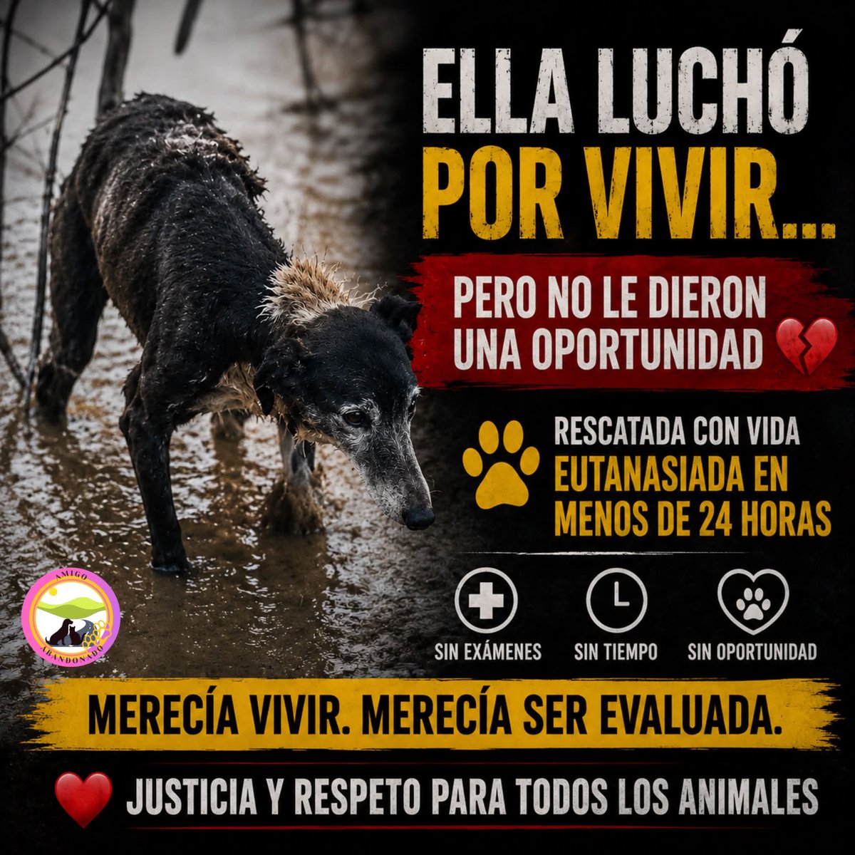 eltuitdemarsh's tweet photo. Esta perrita sobrevivió a la emergencia y resistió durante horas en condiciones extremas, pero su esperanza se truncó cuando el equipo veterinario de la Municipalidad de Ovalle decidió practicarle la eutanasia sin siquiera haberle realizado exámenes. QEPD pequeña...  
#Ovalle https://t.co/qJQR2lRm5i