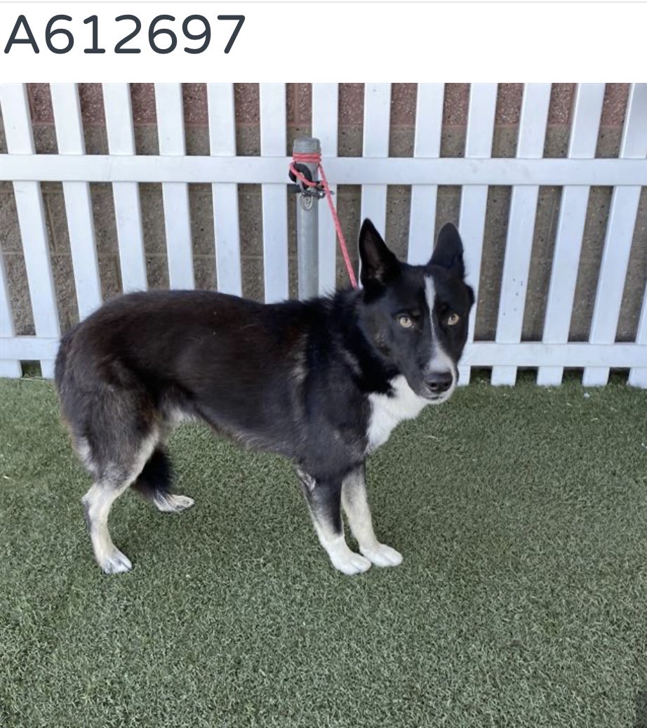 luv2laugh12's tweet photo. Can anyone save Cesar? 🙏
5 yr old male Alaskan husky, 49 lbs. 

He’s at Stanislaus Animal Services Agency in Modesto, CA and will likely be on the 💉list sometime early next week even though they have many empty kennels! 😳 
He has only been at the shelter for 7 days!! https://t.co/KT8T4iYb1d
