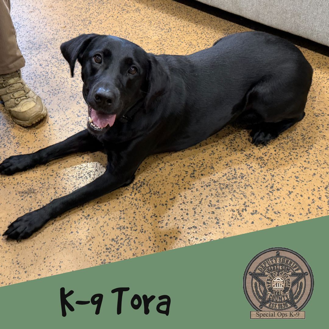 HCSOK9Division's tweet photo. K-9 Tora has those weekend vibes going! 🐾 

#K9Tora🐾💙 #Weekend #LabradorK9 #WorkingDog #OurToraGirl🐾💙 #TrackingQueen #SheWillFindIt #SpecOpsK9 #ThatFace🥰 #ShinyCoat #BestestGirl #CSUK9 #PrettyGirl #ItsTheWeekend #HCSO #HCSOK9Division https://t.co/UFFMnCB3sK