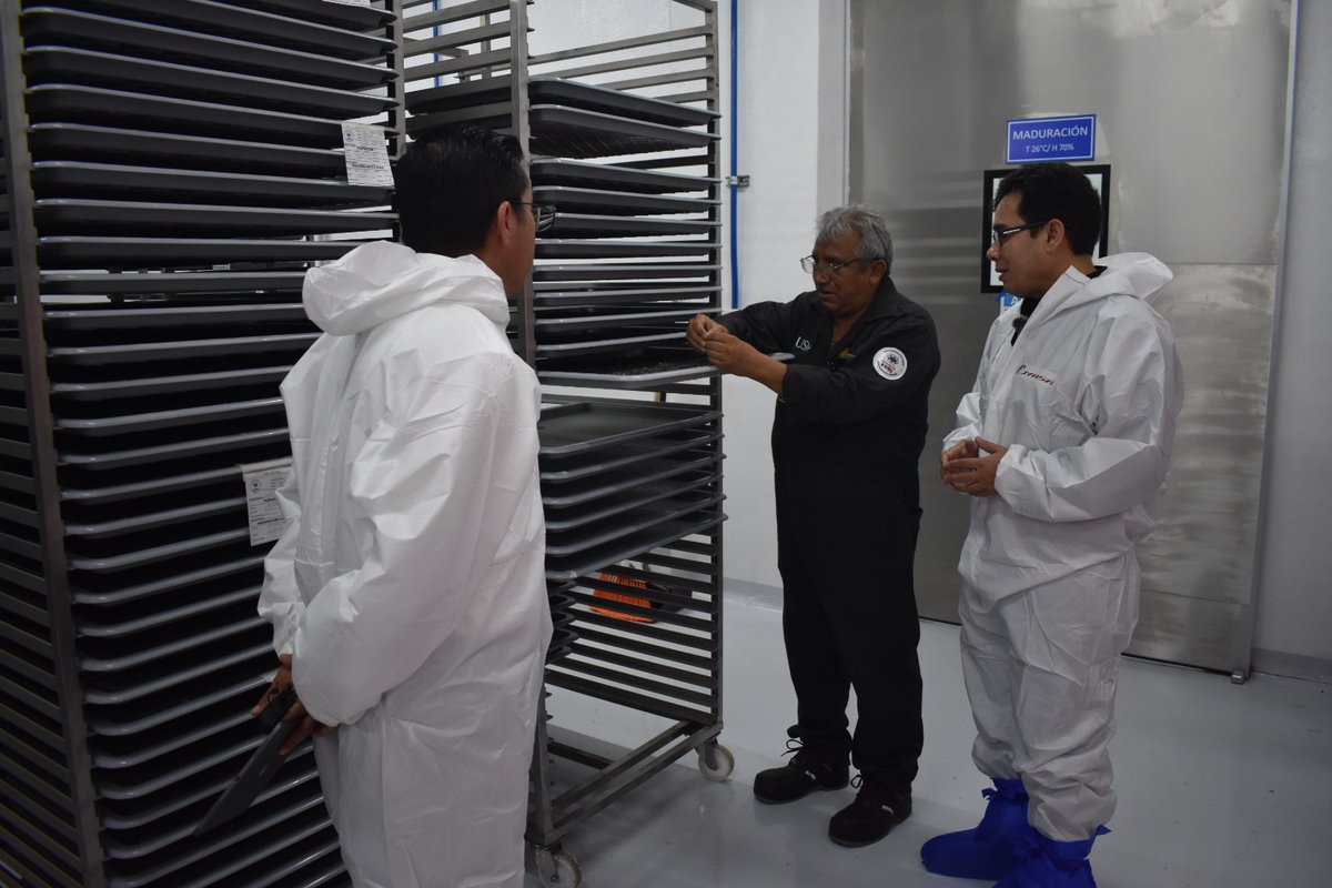 SenasicaFJCE's tweet photo. Hoy somos testigos de un momento histórico: concluyó el primer ciclo de producción y esterilización de moscas del #GusanoBarrenadorDelGanado en #Mexico. 🇲🇽 

Abro 🧵

@SENASICA
#GBG #AgriculturaMx https://t.co/bOEkJ3lhk0