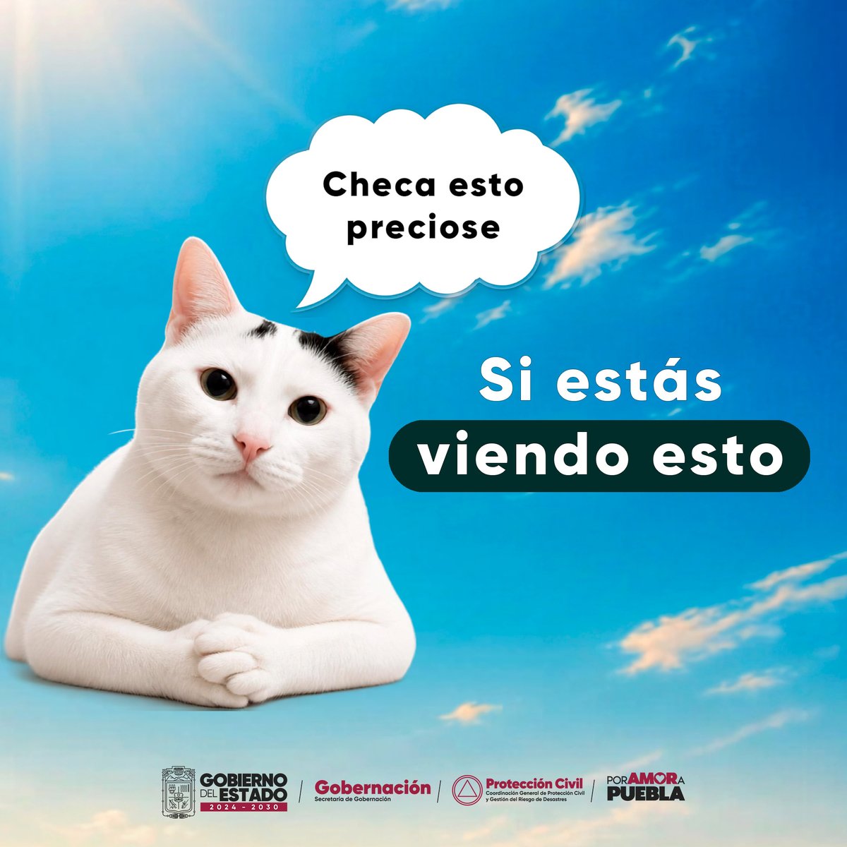 PCGobPue's tweet photo. ☀️ ¿Sabes cómo identificar un golpe de calor? 

🐱 El @Gob_Puebla te lo explica con michis.

Si ves a un michi en esas condiciones, refréscalo con agua y llévalo a la sombra. 🥤⛱

#PorAmorAPuebla https://t.co/CC0e0jrY14