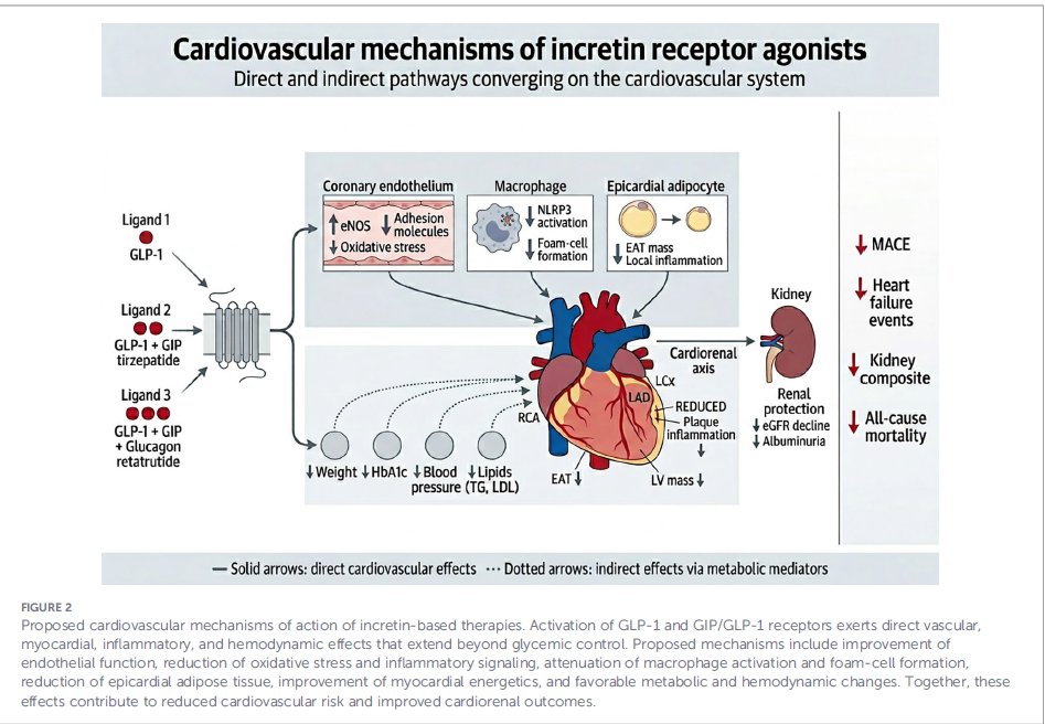 mrcsgmb84's tweet photo. 🫀 ¿Son los análogos de incretinas simplemente antidiabéticos o verdaderos agentes cardiovasculares? Una revisión reciente sintetiza la evidencia sobre estas moléculas modificadoras de riesgo CV. 🧵👇
@SENefrologia @SLANH_ @preventiva_SEC @IcyfaSemi @gt_rcv @siacprevent @Diabetes_SEMI @sociedadSEEN  @ResidentesSEMI @SABOURETCardio @almucastro01    @FaustoHerediaDr @drdargaray
