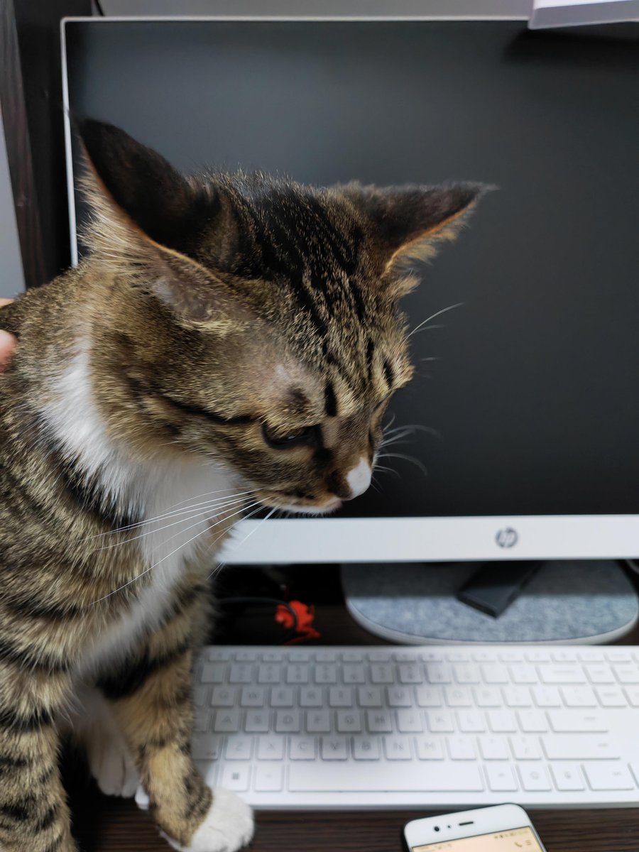 Natalia83187362's tweet photo. My intern accidentally replied to the entire company group with a meme of a cat napping—our whole team laughed for 10 mins straight, and now it’s our new group pin! https://t.co/z1QTOPeXsm