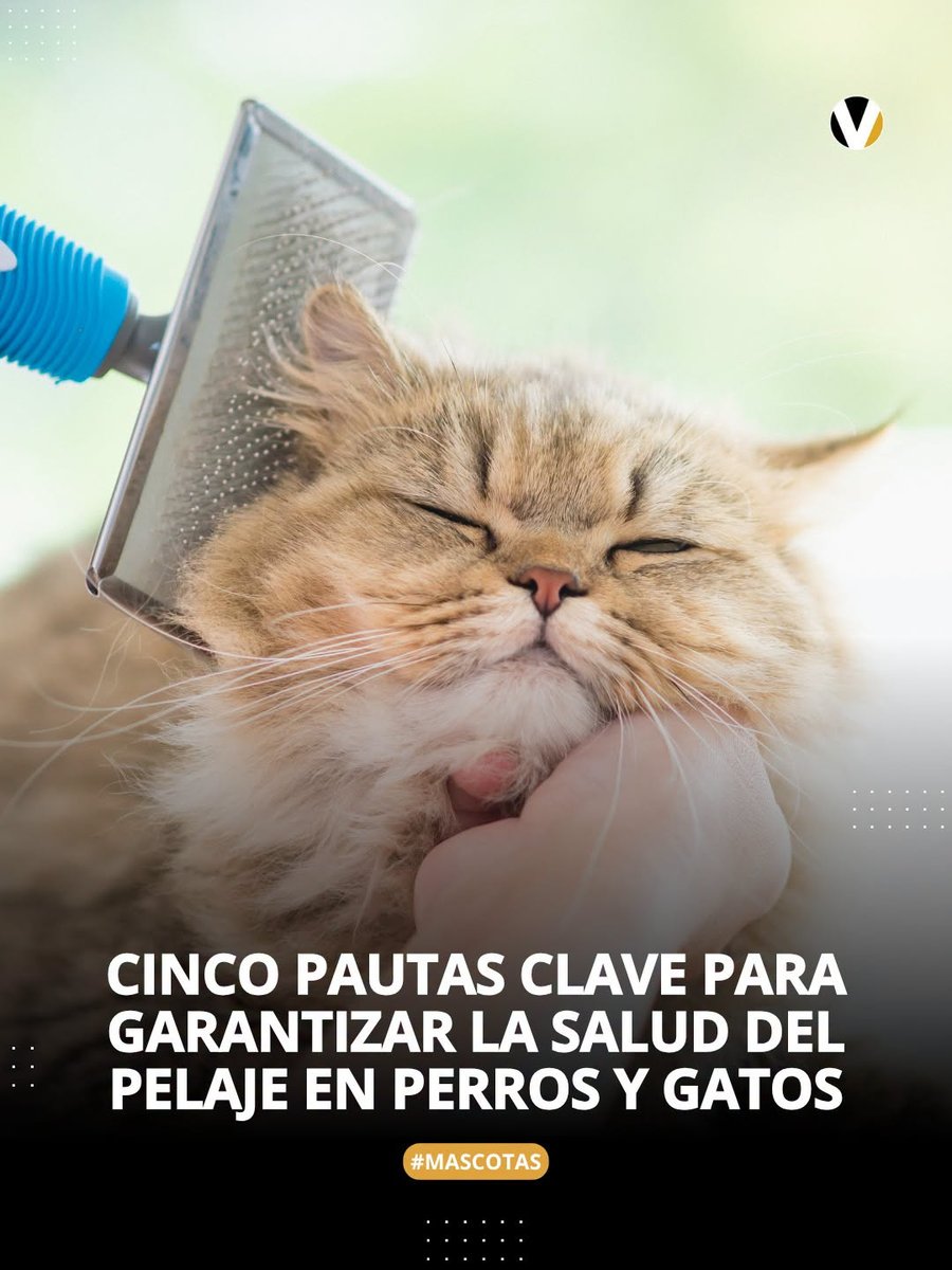 revistavistazo's tweet photo. 🪮🐾Especialistas en asistencia veterinaria explican cómo el estado del pelo funciona como un indicador del equilibrio físico y emocional de las mascotas. Más detalles ▶️ https://t.co/NCQ5j8wkgt https://t.co/a2fKUajrnL