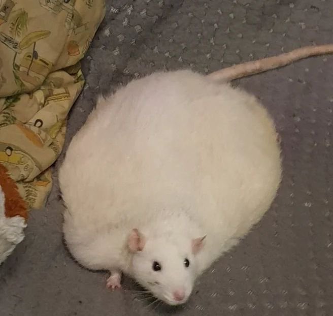 ichewthings's tweet photo. fat flat rat https://t.co/2QOAsv5TnW