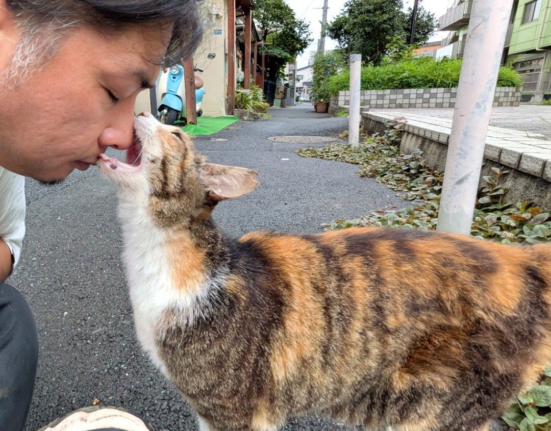 とらねこ (@toraneko1943) / Posts / X