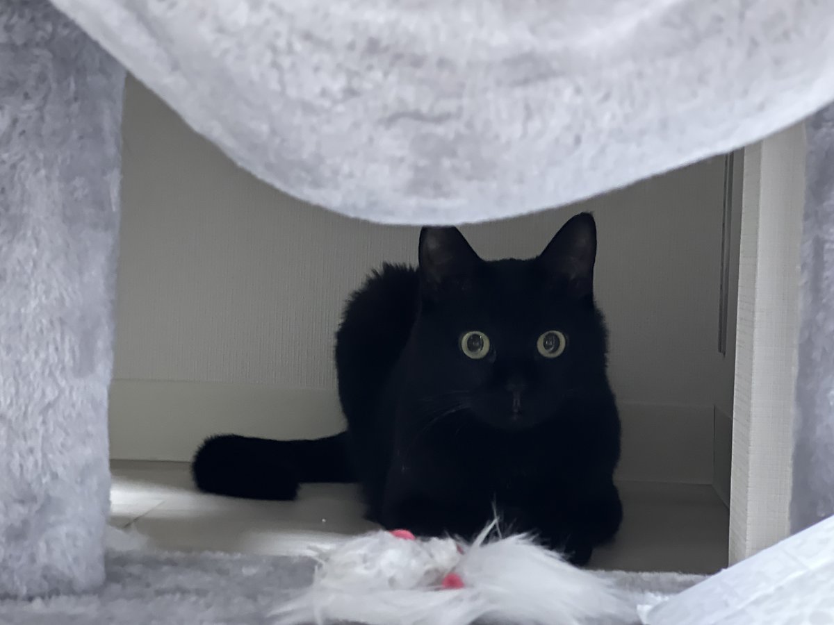 黒猫おはぎ　様 珍しい場所にいることに、一番驚いてるのはおはぎちゃん本人みたい