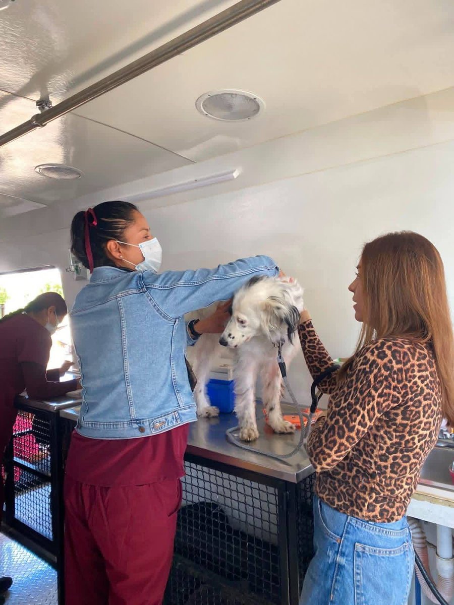 zonacritica17's tweet photo. Con más de mil 200 Servicios Gratuitos y 29 Adopciones Responsables, el EdoMéx Celebró el Día Mundial del Perro https://t.co/UimUhUhnun https://t.co/hwzHLNgoPN