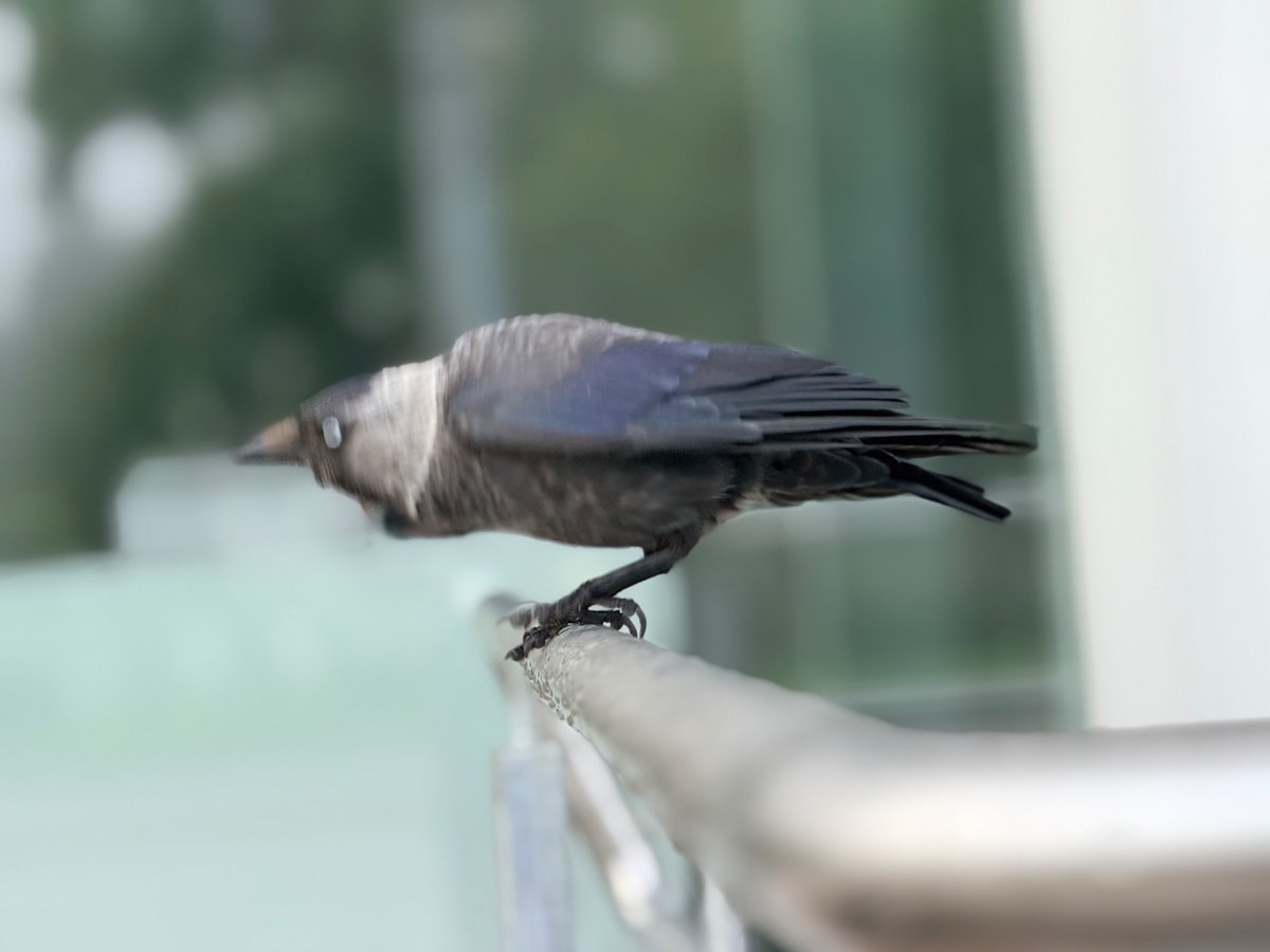 MPEG2's tweet photo. かわいい～ https://t.co/ov7qL7gB8f