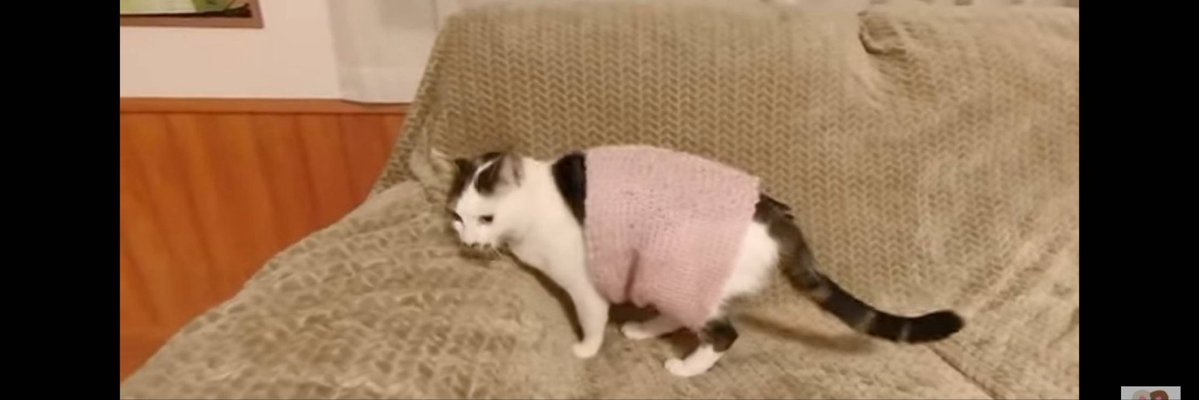 repper_jinbei's tweet photo. @feMar_YOUTUBE @T_Liner_DC126 ニャロ〜💢 https://t.co/AmMYo4cD5r