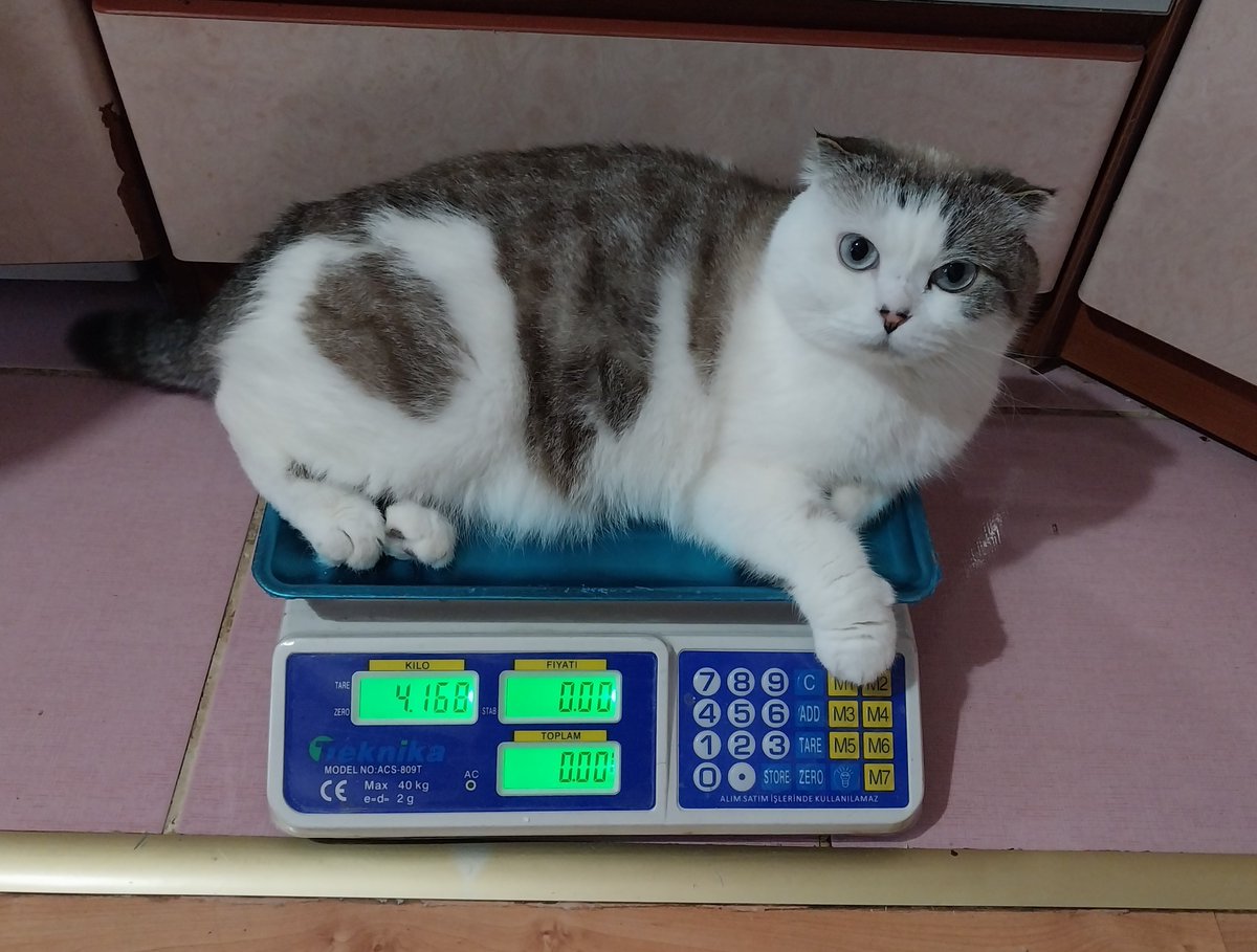 4564Behlul's tweet photo. 2 yıldır 4 kilo 200 gr ile 4 kilo arasında gidip geliyor.büyük istikrar. https://t.co/rO63VTulzn