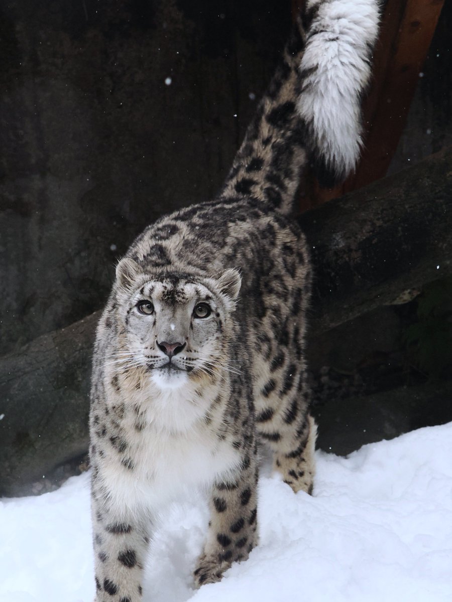 yo3_wing's tweet photo. ヒメルちゃんでおはようございます❄　

#ユキヒョウ 
snowleopard 
#いしかわ動物園 
ishikawa zoo https://t.co/Ych10EhPhr