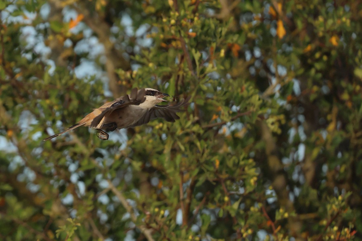 spooner40's tweet photo. I finally managed to get out and see the Long-tailed shrike, and it put on a small performance catching a beetle of some sort. Thanks to all involved in making this twitch run very smoothly. #glosbirds #birdguides #bbcspringwatch
#rba https://t.co/fa7pR2Lcbv
