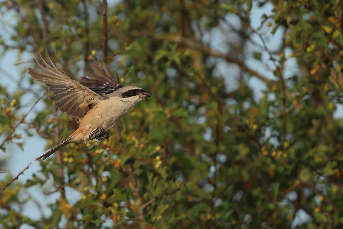 spooner40's tweet photo. I finally managed to get out and see the Long-tailed shrike, and it put on a small performance catching a beetle of some sort. Thanks to all involved in making this twitch run very smoothly. #glosbirds #birdguides #bbcspringwatch
#rba https://t.co/fa7pR2Lcbv