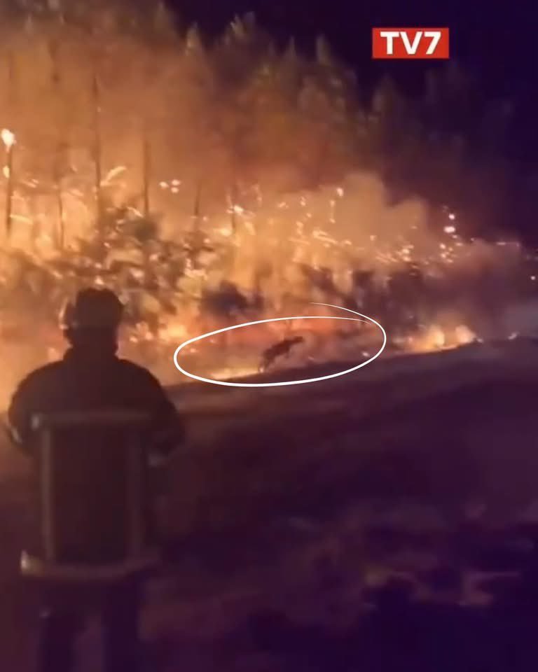 2Halumi's tweet photo. Je hais Macron, son incompétence !!

Exigeons tous sa démission !!
Cet incapable doit partir !!

Pauvres animaux assassinés sur l'autel de leur impéritie !! https://t.co/BA71GkaBGS