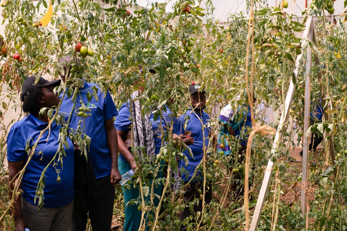 Duhamic1's tweet photo. Today, members of @Duhamic1 visited young farmers supported  by #SERVE Project in @rulindodistrict  and @GakenkeDistrict Districts to learn from their experiences and observe progress in Chili, French beans production and poultry farming.

The visit strengthened shared learning, accountability and commitment to empower youth through sustainable livelihood and job creation. 

SERVE Project is funded by @MastercardFdn
and implemented by @careinrwanda in partnership with @Duhamic1  and other partners.