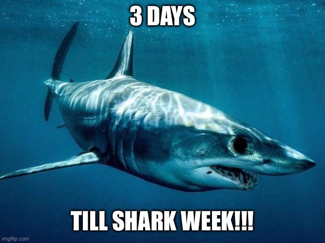 DirtyBiscuits's tweet photo. 3 days until shark week!!! #sharkweek #sharkweek2025🦈 #discoverychannel #discoveryplus @sharkweek @thesharkdoctor @abc4explore @joeromeiro @pauldegelder @gregskomal @jeff_kurr @DickieChivell @Drguttridge @drneilhammer @rileysharks https://t.co/lm5xrMcVaB