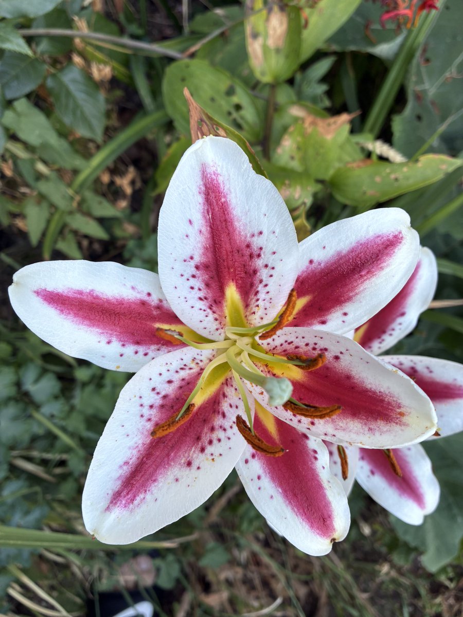 trisd80's tweet photo. My lilies have flowered https://t.co/WADCg485Zb