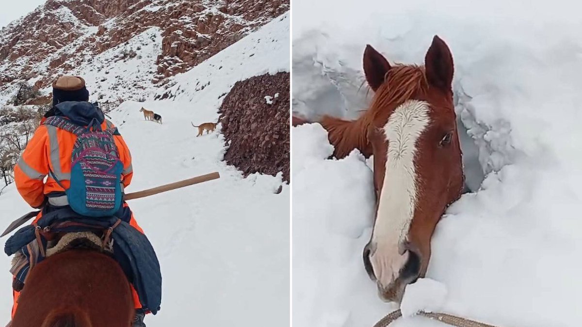 chvnoticias's tweet photo. Piden ayuda urgente para rescatar a 60 animales atrapados en la nieve en Alto del Carmen

Más detalles acá ➡️ https://t.co/hk6Oynx3vD https://t.co/YjvRTVRE1y