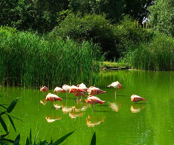 Pr_Chabriere_e's tweet photo. Quelqu'un peut m'expliquer quelle est le problème avec les réservoirs d'eau. 
Ca aide l'agriculture, ca apporte une biodiversité, protège des incendies
Pour rappel la plupart des étangs sont artificiels.

Les Dombes sont un endroit merveilleux pour la diversité aquatique et ornithologique. 
Les manades en Camargue sont aussi gérée et inondée artificiellement. 
...