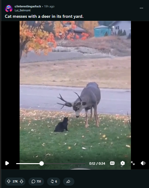 WengDev's tweet photo. This cat is literally fighting off a deer, which is probably 10x its size

Shadow is going giga viral got 27k up votes in less than 1 day

I was able to find the name of the cat, its Shadow

https://t.co/mBCZIA8NqH

Proof of name: https://t.co/6jIr9WmxTR https://t.co/6zsnkhnQug