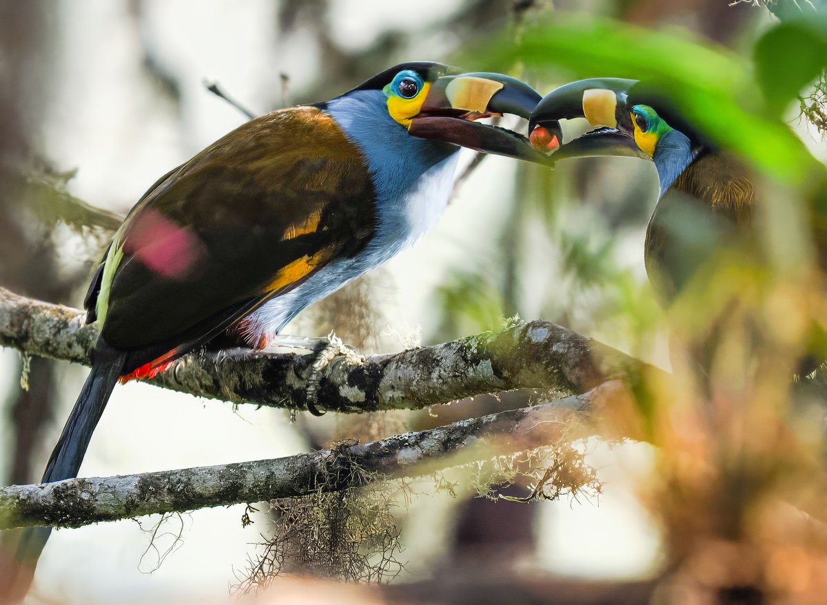 ParamClicks's tweet photo. A Berry Sweet Gesture—A Plate-billed Mountain Toucan pair caught in a romantic moment in Ecuador's Mindo Cloud Forest. (2026-07-24) #NaturePhotography #TwitterNatureCommunity #BBCWildlifePOTD #ThePhotoHour #IndiAves #cloudforest #romance https://t.co/H5kP9jvb0s