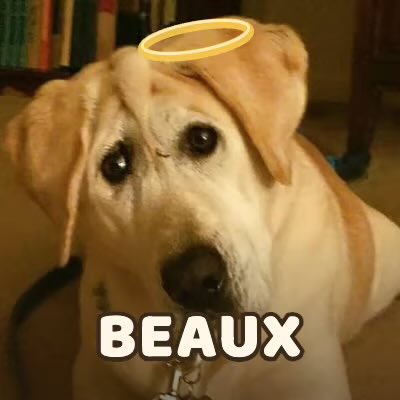 Nanditotheking's tweet photo. @dogeofficialceo Be a trillionaire in BEAUX

3RVoTazgrD5kwprTDaRjipoUV7GA2YXtPMGtZ6cfpump https://t.co/kthLCIabet