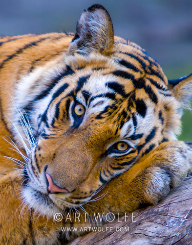 artwolfe's tweet photo. Bengal tiger, Bandhavgarh National Park, India
IUCN Redlist Status: Endangered
Featured in my 2027 BIG CATS wall calendar from @MandalaEarth 
https://t.co/ehOeLTk9TP

#TigerDay #ExploreCreateInspire #ArtWolfe #CanonLegend #wildlifephotography #WildlifeWednesday https://t.co/yhLFc4QjhX