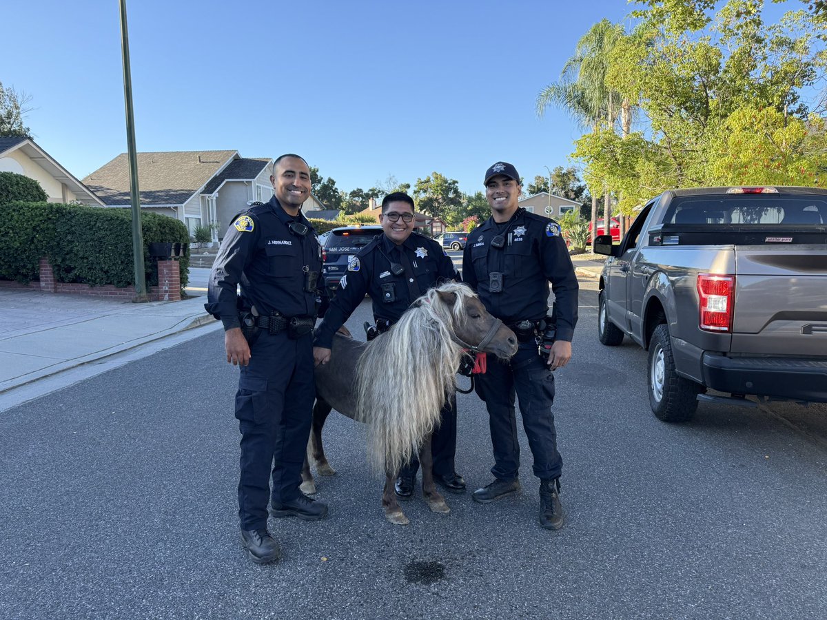 SanJosePD's tweet photo. Hold your horses! Last night, SJPD Patrol Officers got in a pony pursuit after receiving a call regarding a Shetland pony on the loose. Thanks to the horsepower of our patrol cars, responding officers were able to locate the little pony trotting around in a neighborhood. Through some investigative work, Officers eventually found the owner, who was quite relieved to have the pony returned after it had escaped the night before. We are glad this little adventure seeker is back home safe and done hoofin' around. 🐎💨🚓