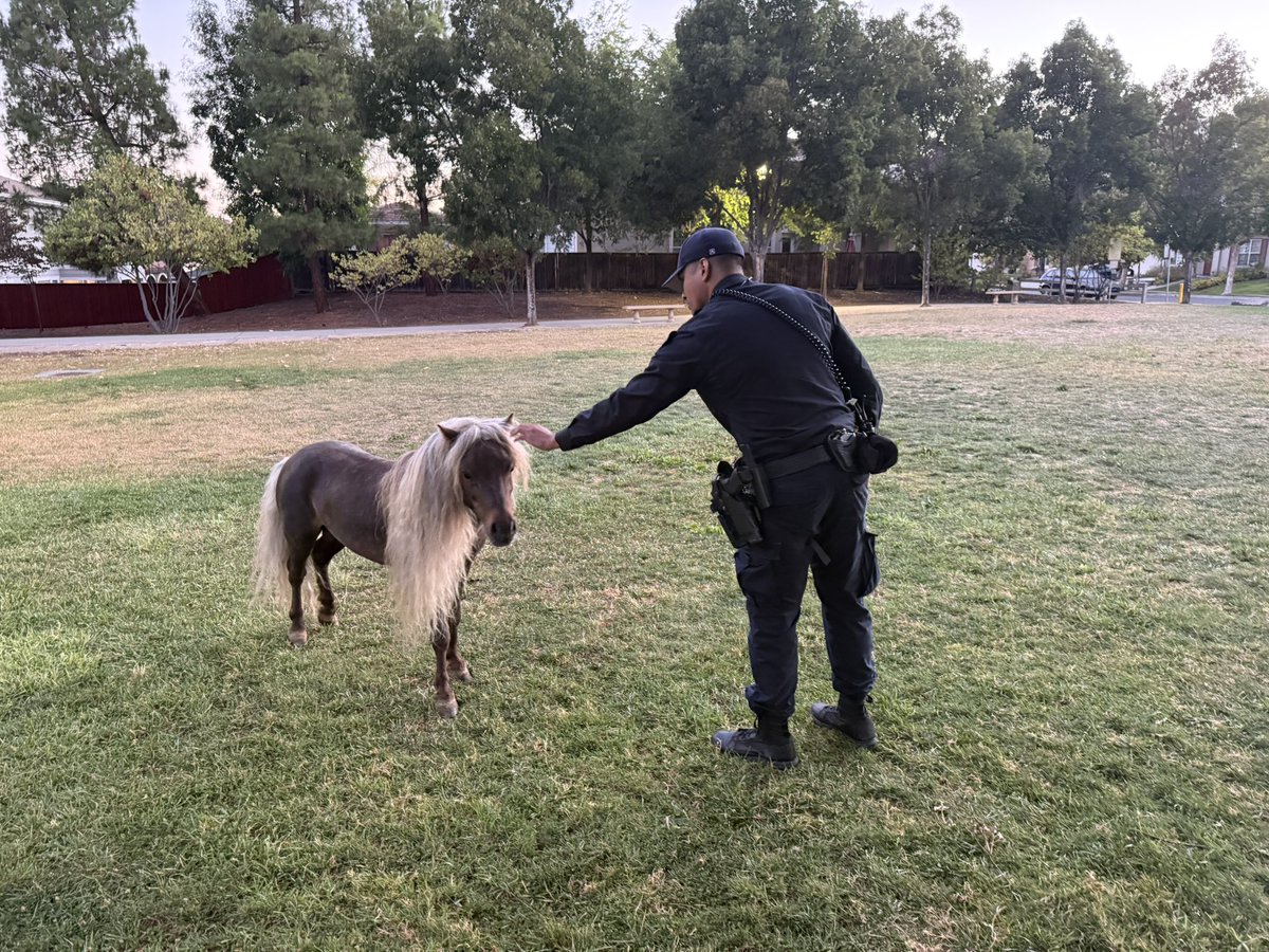 SanJosePD's tweet photo. Hold your horses! Last night, SJPD Patrol Officers got in a pony pursuit after receiving a call regarding a Shetland pony on the loose. Thanks to the horsepower of our patrol cars, responding officers were able to locate the little pony trotting around in a neighborhood. Through some investigative work, Officers eventually found the owner, who was quite relieved to have the pony returned after it had escaped the night before. We are glad this little adventure seeker is back home safe and done hoofin' around. 🐎💨🚓