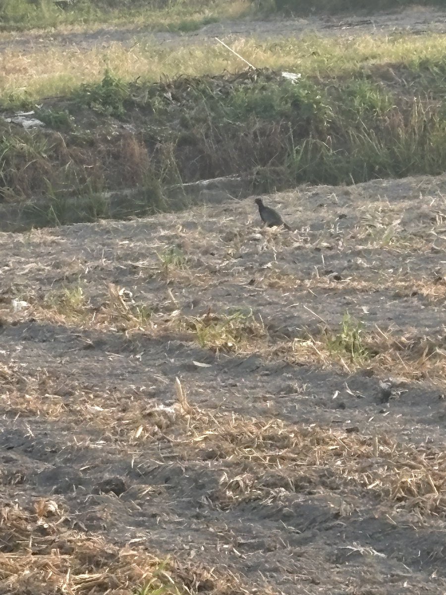Kirin0275's tweet photo. おはようございます
朝の犬の散歩途中🐕に見かけたキジ！ https://t.co/w1JmhjQSwW