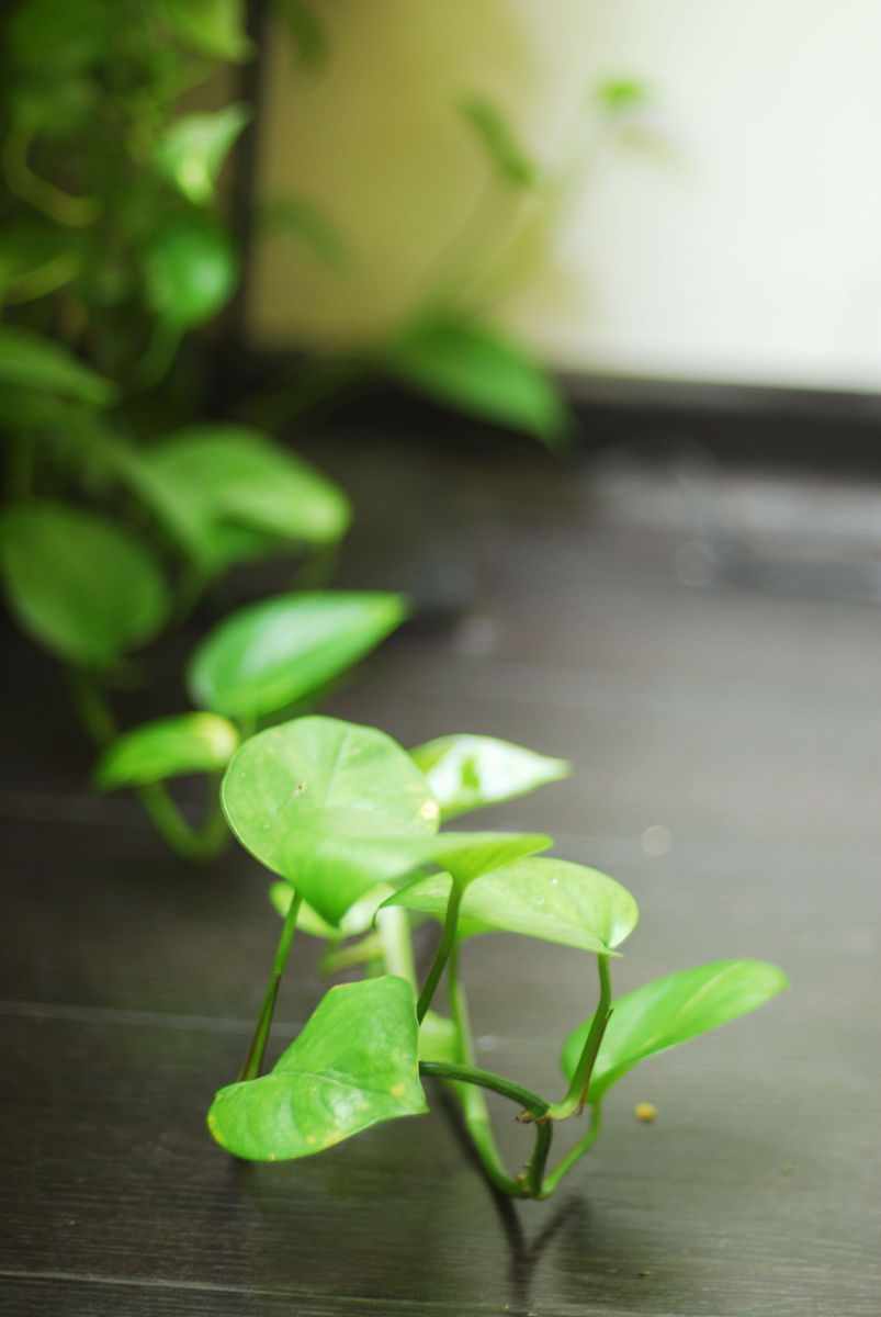 BabbittAnt35786's tweet photo. Pro tip for your indoor pothos: let its soil dry fully between waterings—golden leaves = overwatering danger!  #PlantCare https://t.co/J1CfKdTZX8