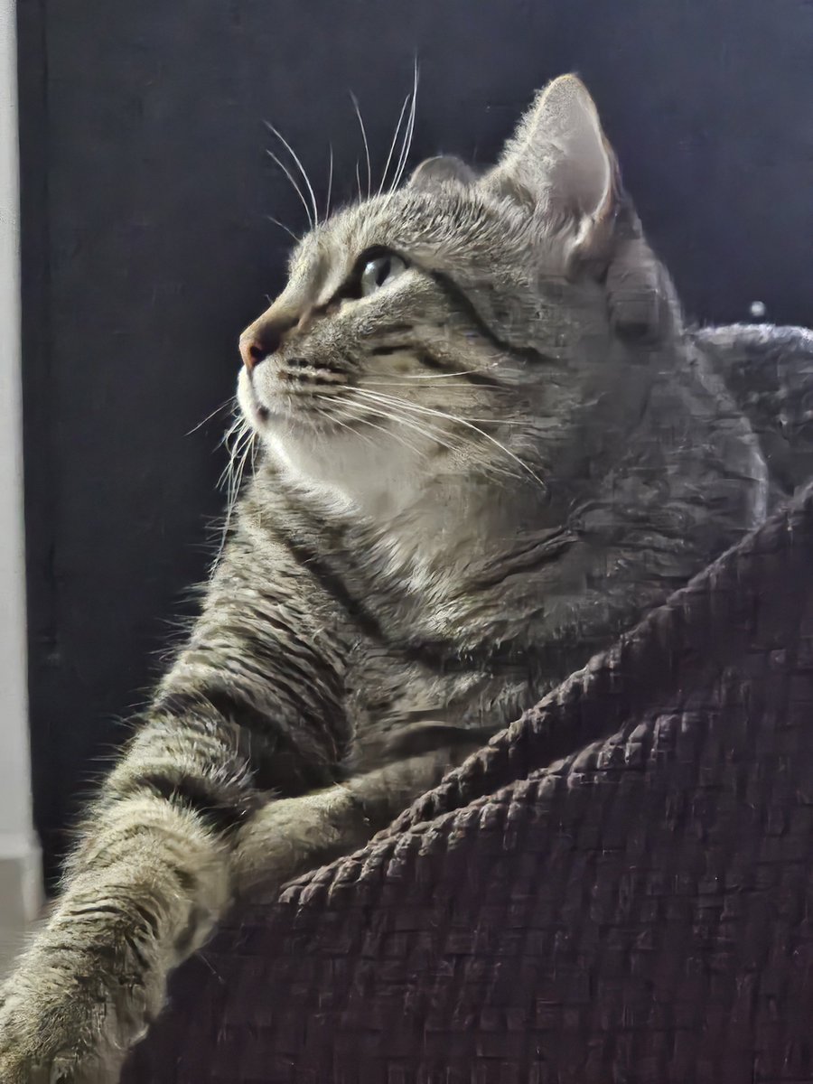 Maralex_GS's tweet photo. 😺 https://t.co/Aa35q1PsQl