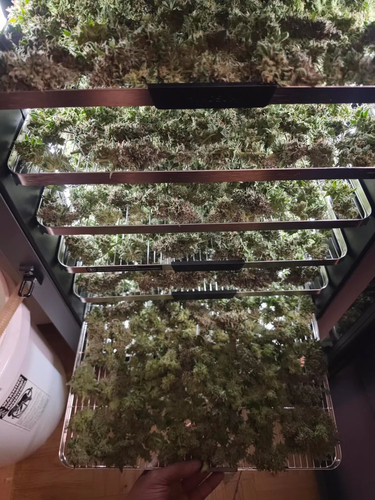 gethighhere's tweet photo. Whole Stock Of Za🍂

📦ORDER ON TELE: https://t.co/vKvjqCQJ76

#za #ukplug #usplug #franceplug #Manchesterplug #plug #zazaplug #porn #cannabis #weed #fypシ゚viral #weedtwt #fifaworlcup #خان_کی_قید_ملک_کا_نقصان https://t.co/huvgnTEL0b