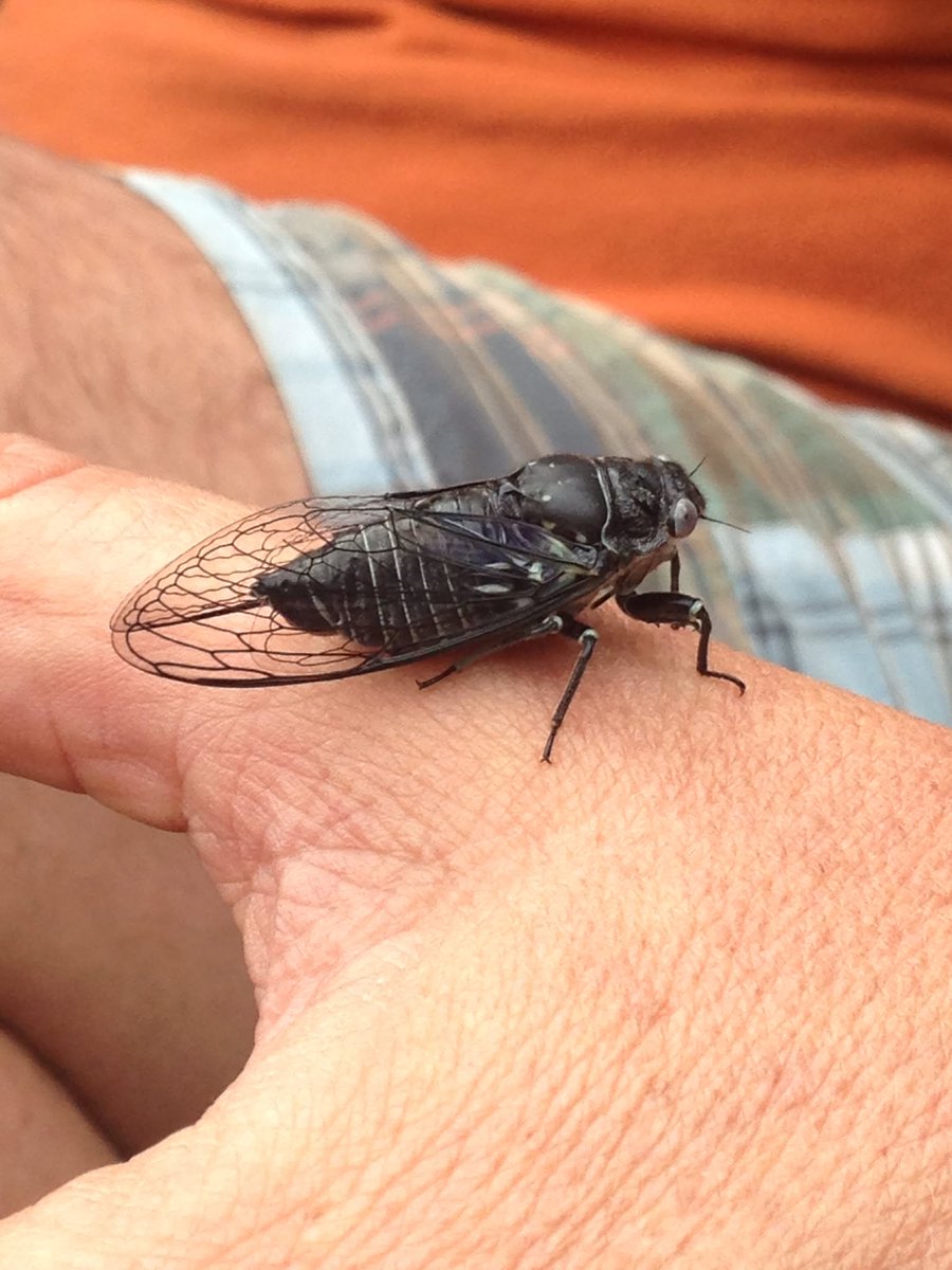 Interior's tweet photo. Just when you think we've discovered everything there is to find... BAM. A new species pops up. 

Throwback to this time last year, when scientists announced the discovery of Okanagana monochroma, a brand-new cicada species found exclusively on @BLMNational public lands in Northern California. The U.S. is so vast and amazing.