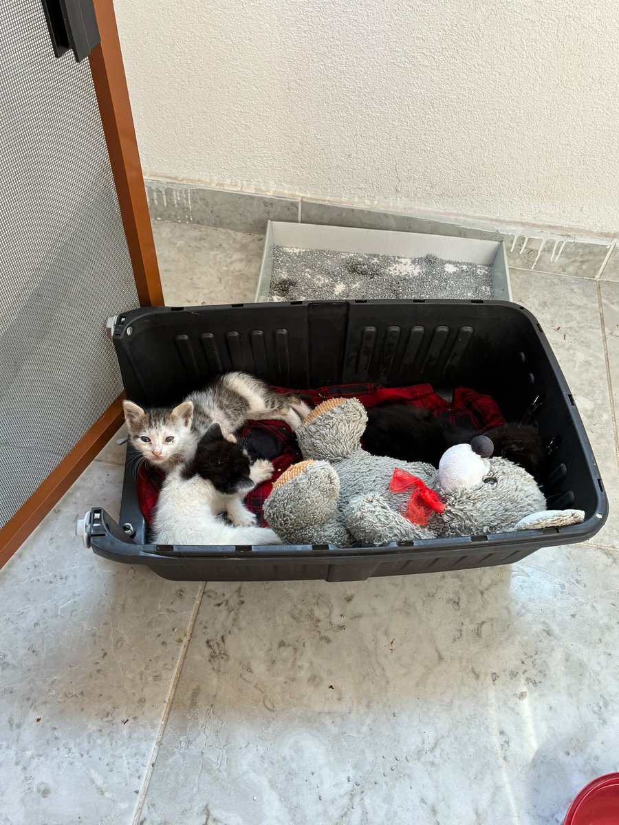 AsliBilicii's tweet photo. İki hafta önce kardeşim ilk fotoğraftaki annesiz bebekleri bulup almak zorunda kaldı, birkaç gün sonra balkonumuza ikinci fotoğraftaki muhabbet kuşu geldi. Onu da eve aldık. Bugün diğer kardeşim üçüncü fotoğraftaki serçeyi yerde bulmuş uçamıyormuş. O da şimdilik bizimle🤣🤣🤣 https://t.co/kyKqgebMIM
